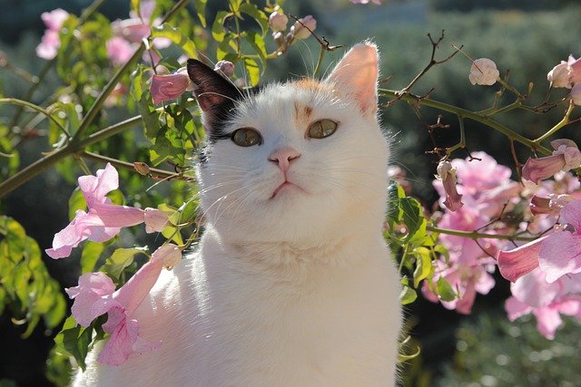 Cat Portrait Flowers Pet Feline - begonvilliev / Pixabay