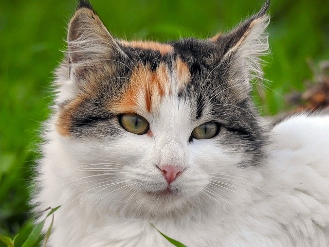 Cat Stray Cat Animal Portrait - dimitrisvetsikas1969 / Pixabay