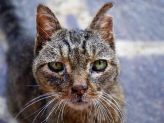 Cat Wounded Cat Sick Cat Sick Cat  - aruggeri / Pixabay
