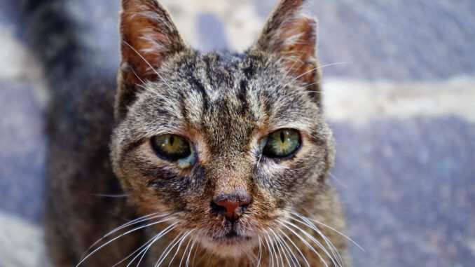 Cat Wounded Cat Sick Cat Sick Cat  - aruggeri / Pixabay