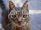 Cat Wounded Cat Sick Cat Sick Cat  - aruggeri / Pixabay