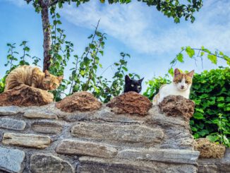 Cats Felines Pets Eyes Wall Stone  - enriquelopezgarre / Pixabay