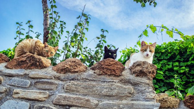 Cats Felines Pets Eyes Wall Stone  - enriquelopezgarre / Pixabay