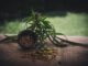 Cbd Cbd Kapseln Cannabidiol  - CBD-Infos-com / Pixabay