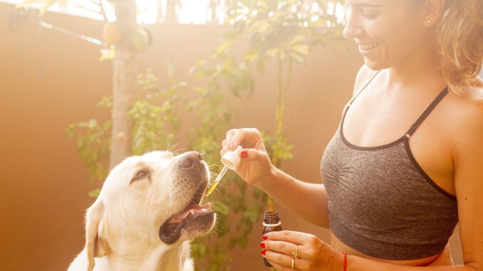 Cbd Oil Dog Pet Hemp Oil Labrador Cbd Oil Dog Pet Hemp Oil Labrador - Erin_Hinterland / Pixabay