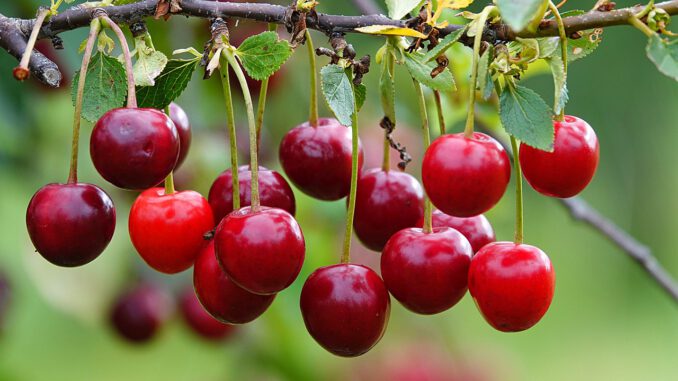 Cherries Fruits Food Leaves - Uschi_Du / Pixabay