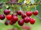 Cherries Fruits Food Leaves  - Uschi_Du / Pixabay