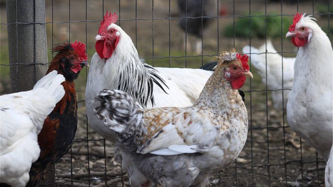 Chickens Birds Hahn Poultry  - WFranz / Pixabay