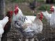 Chickens Birds Hahn Poultry  - WFranz / Pixabay