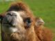 Circus Animals Camel Sun Eyelashes  - ramboldheiner / Pixabay