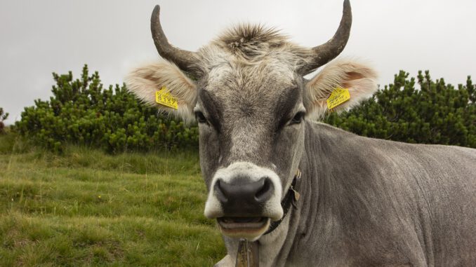 Cow Animal Mammal Livestock  - Shutter_Speed / Pixabay