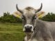 Cow Animal Mammal Livestock  - Shutter_Speed / Pixabay
