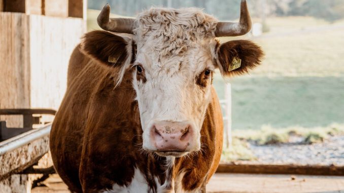 Cow Beef Agriculture Cattle Animal  - juergen-polle / Pixabay