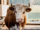 Cow Beef Agriculture Cattle Animal  - juergen-polle / Pixabay