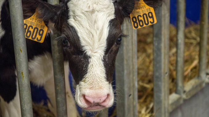 Cow Calf Cattle Livestock Farm  - jackmac34 / Pixabay