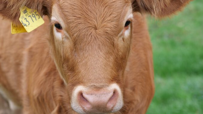 Cow Close Up Eyes Animal Nature  - renate75 / Pixabay