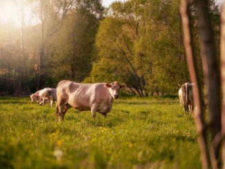 Cows Cattles Animals Livestock  - Leuchtturm81 / Pixabay