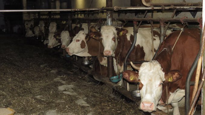 Cows Cowshed Farm Yard Barn  - Hans / Pixabay