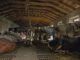 Cows Farm Stall Breeder Livestock  - Camera-man / Pixabay