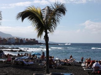 Palme an einem Strand, über dts Nachrichtenagentur