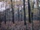Wald, über dts Nachrichtenagentur