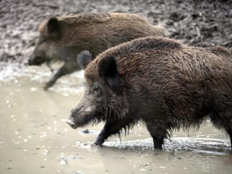 Diese Wildschweine waren es nicht, über dts Nachrichtenagentur