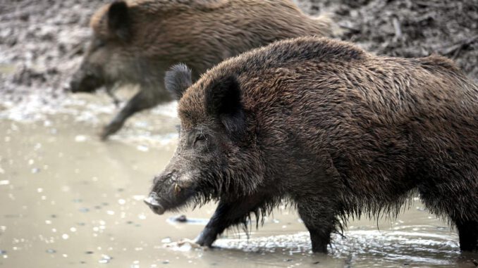 Diese Wildschweine waren es nicht, über dts Nachrichtenagentur