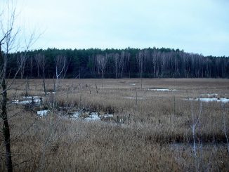 Moorlandschaft, über dts Nachrichtenagentur