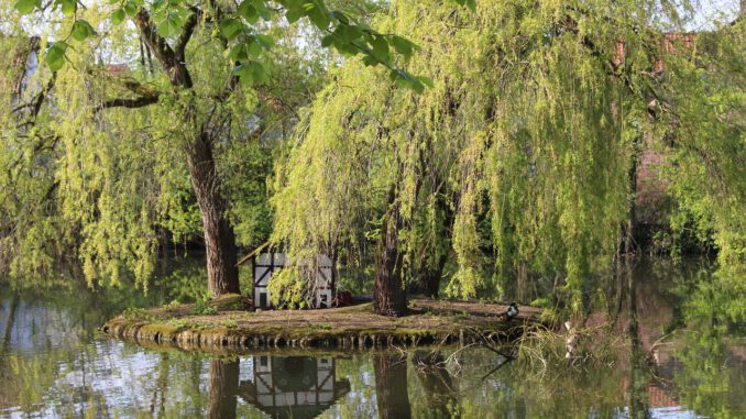 Duck Pond Spa Garden Duck Summer  - Wuellner / Pixabay