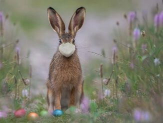 Easter Hare Mask Ffp Face Mask  - Alexandra_Koch / Pixabay