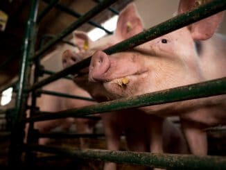 Eating Pig Breeding Cage Nose  - borevina / Pixabay