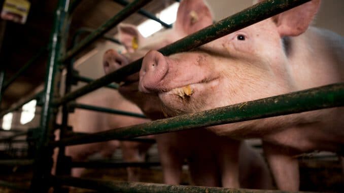 Eating Pig Breeding Cage Nose  - borevina / Pixabay