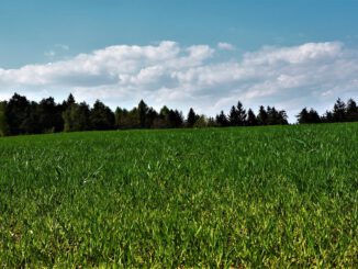 Erde Wald Wolken Horizont Raps  - franz-niebauer / Pixabay