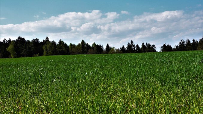 Erde Wald Wolken Horizont Raps  - franz-niebauer / Pixabay