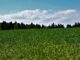 Erde Wald Wolken Horizont Raps  - franz-niebauer / Pixabay
