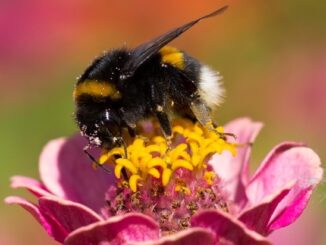 ++ Ökotipp: So werden Garten oder Balkon zum Bienen-Paradies ++