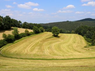 Field Harvest Agriculture Landscape  - enjoy_berlin / Pixabay