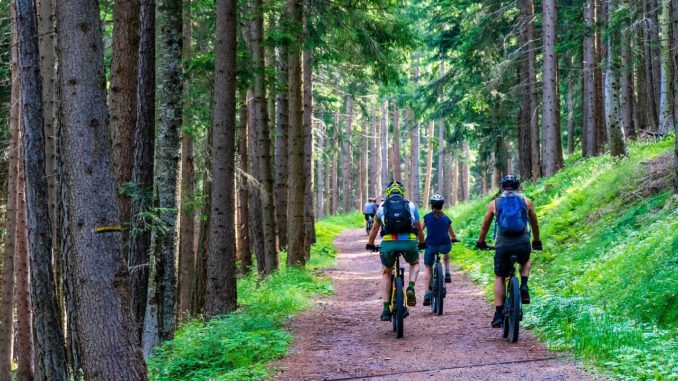 Forest Forest Road Mountain Bike  - MaBraS / Pixabay