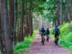 Forest Forest Road Mountain Bike  - MaBraS / Pixabay