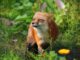 Fox Animal Canine Mammal Wildlife  - azuras / Pixabay