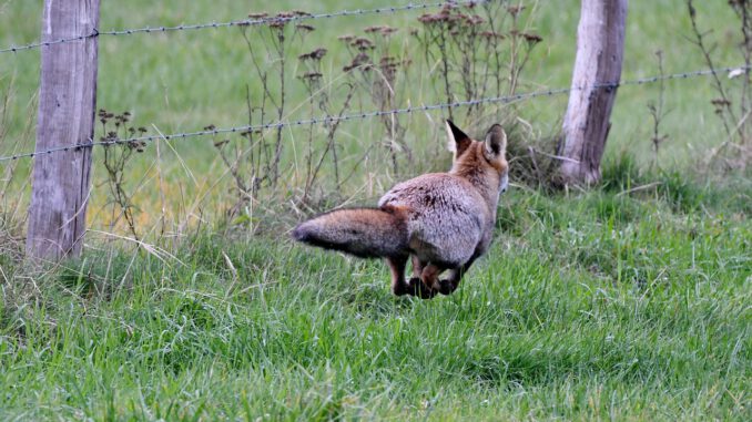 Fox Predator Wild Mammal Fauna - YvonneHuijbens / Pixabay