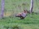 Fox Predator Wild Mammal Fauna  - YvonneHuijbens / Pixabay