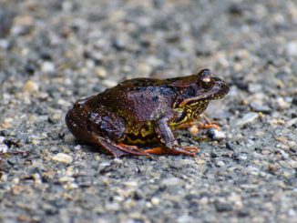 Frog Amphibian Animal Toad Species  - RicSti / Pixabay