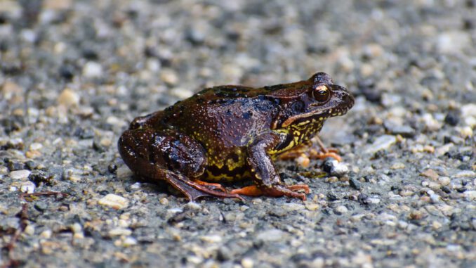 Frog Amphibian Animal Toad Species  - RicSti / Pixabay