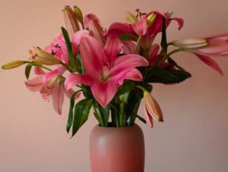 pink and white flowers in brown ceramic vase