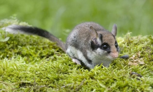 Superhelden für die Schlafmaus: Ehrenamtliche auf den Spuren einer bedrohten Art