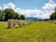 Grass Nature Summer Field Panorama  - holzijue / Pixabay