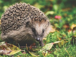 ++ Ökotipp | Herbstzeit im Garten: Jetzt klimafeste Farbenpracht fürs nächste ...