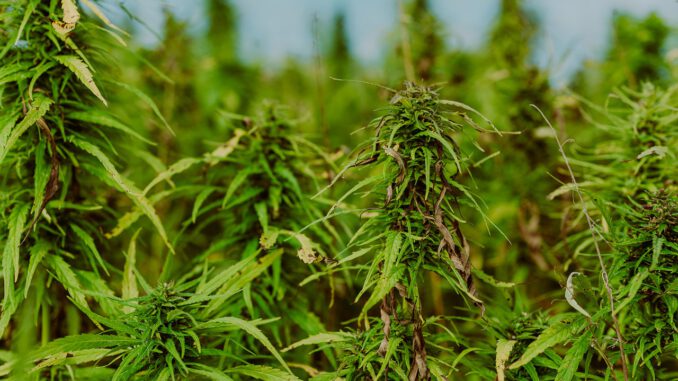 Hemp Cannabis Marijuana  - Studio32 / Pixabay