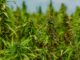 Hemp Cannabis Marijuana  - Studio32 / Pixabay